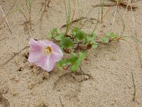Convolvulus soldanella 30, Zeewinde, Saxifraga-Peter Meininger