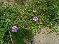 Convolvulus soldanella 32, Zeewinde, Saxifraga-Hans Grotenhuis