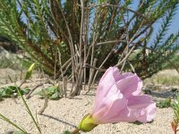 Convolvulus soldanella 33, Zeewinde, Saxifraga-Rutger Barendse