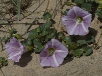 Convolvulus soldanella 36, Zeewinde, Saxifraga-Willem van Kruijsbergen