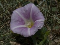 Convolvulus soldanella 37, Zeewinde, Saxifraga-Willem van Kruijsbergen
