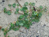 Convolvulus soldanella 8, Zeewinde, Saxifraga-Ed Stikvoort