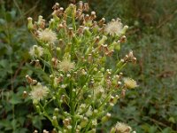 Conyza canadensis 10, Canadese fijnstraal, Saxifraga-Ed Stikvoort