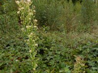 Conyza canadensis 11, Canadese fijnstraal, Saxifraga-Ed Stikvoort