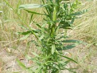 Conyza canadensis 4, Canadese fijnstraal, Saxifraga-Rutger Barendse