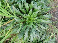 Conyza canadensis 5, Canadese fijnstraal, Saxifraga-Rutger Barendse