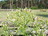 Conyza canadensis 7, Canadese fijnstraal, Saxifraga-Rutger Barendse