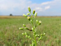 Conyza canadensis 8, Canadese fijnstraal, Saxifraga-Rutger Barendse