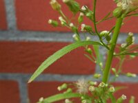 Conyza canadensis 9, Canadese fijnstraal, Saxifraga-Ed Stikvoort