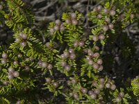 Corema album 2, Saxifraga-Willem van Kruijsbergen