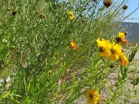 Coreopsis lanceolata