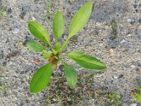 Coreopsis lanceolata 3, Lancetbladige coreopsis, Saxifraga-Rutger Barendse