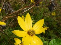 Coreopsis verticillata 2, Saxifraga-Rutger Barendse