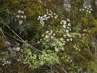 Coriandrum sativum 13, Koriander, Saxifraga-Willem van Kruijsbergen