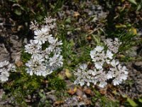 Coriandrum sativum 23, Koriander, Saxifraga-Ed Stikvoort : s9900