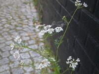 Coriandrum sativum 24, Koriander, Saxifraga-Rutger Barendse