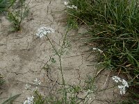 Coriandrum sativum 25, Koriander, Saxifraga-Ed Stikvoort : koriander Rhoon A900