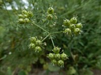 Coriandrum sativum 26, Koriander, Saxifraga-Ed Stikvoort : koriander Rhoon A900