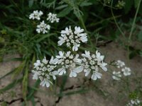 Coriandrum sativum 27, Koriander, Saxifraga-Ed Stikvoort : koriander Rhoon A900
