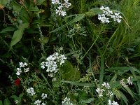 Coriandrum sativum 28, Koriander, Saxifraga-Ed Stikvoort : koriander Rhoon A900