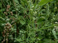 Coriandrum sativum 29, Koriander, Saxifraga-Ed Stikvoort : koriander Rhoon A900