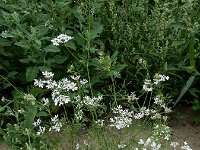 Coriandrum sativum 30, Koriander, Saxifraga-Ed Stikvoort : koriander Rhoon A900