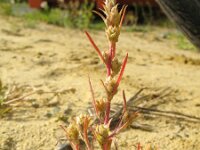 Corispermum intermedium 2, Smal vlieszaad, Saxifraga-Rutger Barendse