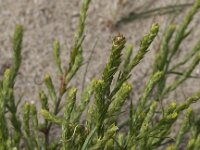 Corispermum intermedium 3, Smal vlieszaad, Saxifraga-Peter Meininger