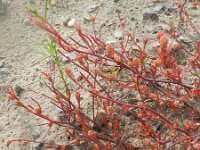 Corispermum intermedium 4, Smal vlieszaad, Saxifraga-Rutger Barendse