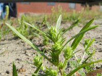 Corispermum intermedium 5, Smal vlieszaad, Saxifraga-Rutger Barendse