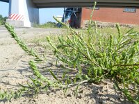 Corispermum intermedium 6, Smal vlieszaad, Saxifraga-Rutger Barendse