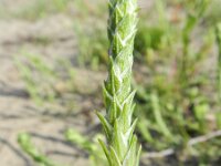 Corispermum intermedium 7, Smal vlieszaad, Saxifraga-Rutger Barendse