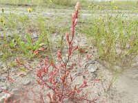 Corispermum intermedium 8, Smal vlieszaad, Saxifraga-Rutger Barendse