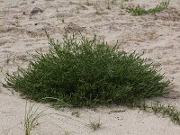 Corispermum pallasii