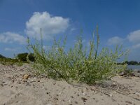 Corispermum pallasii 14, Smal vlieszaad, Saxifraga-Ed Stikvoort : A900