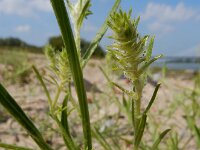 Corispermum pallasii 15, Smal vlieszaad, Saxifraga-Ed Stikvoort : s9900