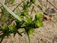 Corispermum pallasii 16, Smal vlieszaad, Saxifraga-Ed Stikvoort