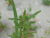 Corispermum pallasii 18, Smal vlieszaad, Saxifraga-Ed Stikvoort