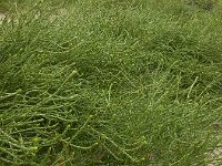 Corispermum pallasii 22, Smal vlieszaad, Saxifraga-Ed Stikvoort