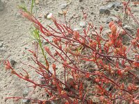 Corispermum pallasii 4, Smal vlieszaad, Saxifraga-Rutger Barendse