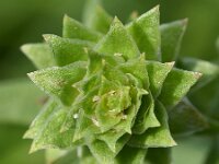 Corispermum pallasii 9, Smal vlieszaad, Saxifraga-Sonja Bouwman  820. Smal vlieszaad - Corispermum intermedium - Amaranthaceae familie (i) Woerden