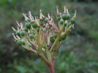 Cornus australis 2, Saxifraga-Rutger Barendse