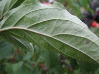 Cornus australis 4, Saxifraga-Rutger Barendse