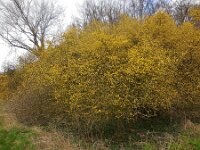 Cornus mas 12, Gele kornoelje, Saxifraga-Ed Stikvoort