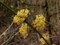 Cornus mas 13, Gele kornoelje, Saxifraga-Ed Stikvoort : Oranjezon