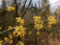 Cornus mas 14, Gele kornoelje, Saxifraga-Ed Stikvoort : Oranjezon