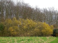 Cornus mas 15, Gele kornoelje, Saxifraga-Ed Stikvoort