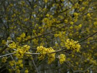 Cornus mas 16, Gele kornoelje, Saxifraga-Ed Stikvoort