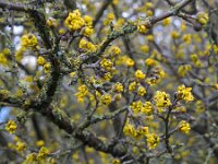 Cornus mas 17, Gele kornoelje, Saxifraga-Ed Stikvoort