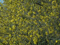 Cornus mas 18, Gele kornoelje, Saxifraga-Ed Stikvoort